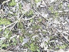 MANYSMALLFETISHES – Pissing Outdoors In The Woods #01