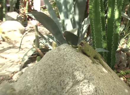 Lustful Tattooed Ebony Skin Diamond Having Hot Public Sex 2